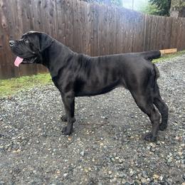 Boerboel All Grown Up from Cascade Boerboels