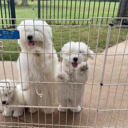 Coton de Tulear Puppies from Legacy Cotons