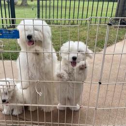 Coton de Tulear Puppies from Legacy Cotons