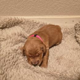 Dancer (2nd pick female) - Dark golden female Golden Retriever puppy in Tenino, Washington from Oak River Goldens'