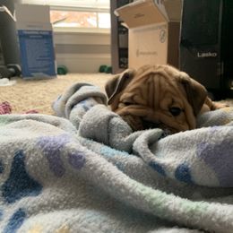 Bulldog and French Bulldog Puppies from Blues City Bulldogs