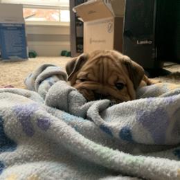 Bulldog and French Bulldog Puppies from Blues City Bulldogs