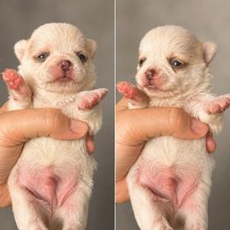 Reign - Black sabled fawn male Chihuahua puppy in New Castle, Delaware from Sasha’s Elite Kennel LLC