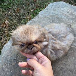 AKC Sierra - Light red female Pekingese puppy in Cumming, Georgia from Imperial Pekingese