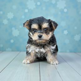 Morkie puppies from Imperial Dogs