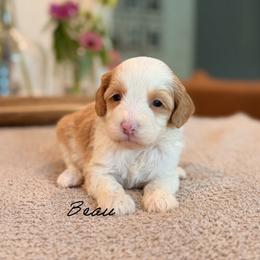 Beau - Caramel cream male Australian Labradoodle puppy in Nashville, Tennessee from SF Australian Labradoodles