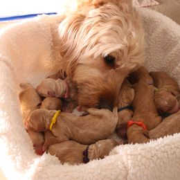 Goldendoodle Puppies from Boardwalk Doodles