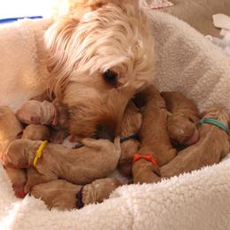 Goldendoodle Puppies from Boardwalk Doodles