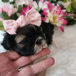 Shih Tzu Puppies from Grandma Ts Precious Puppies