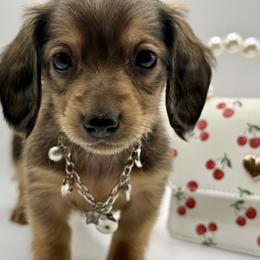 AKC Yellow girl - Cream female Dachshund puppy in Bartlesville, Oklahoma from OkieDokieDox