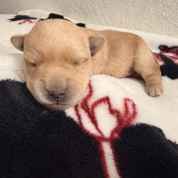 Howie - Wheaten male Scottish Terrier puppy in Victorville, California from Santas Scotties