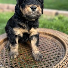 Goldendoodle Puppies from Cottonwood Farms