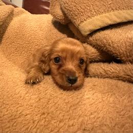 Tiny - Red male Dachshund puppy in Kempner, Texas from House of Dachshunds Texas