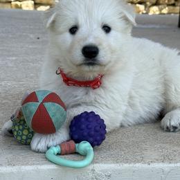 Berger Blanc Suisse and German Shepherd Puppies from Scenic Creek German Shepherds and White Swiss Shepherds