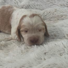 Gunner - Lemon and white male English Springer Spaniel puppy in Coeur D'alene, Idaho from Springer Hollow