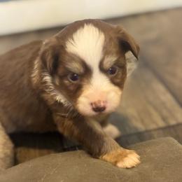 Mocha - Chocolate female Pomsky puppy in Sturgis, Kentucky from Furever Pomskies