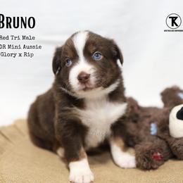 Bruno - RTM - Red tri male Miniature Australian Shepherd puppy in Nacogdoches, Texas from TK Standard, Mini, & Toy Aussies