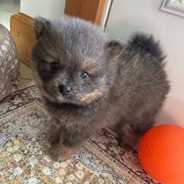 Wilder - Chocolate and tan male Pomeranian puppy in Raymondville, Missouri from Pampered Pomskies
