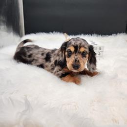 Sunny - Dapple female Dachshund puppy in Smallett, Missouri from Doxie Holler