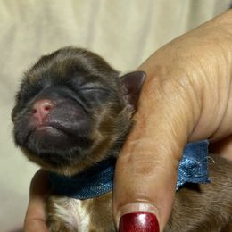 Fireball - Red and tan male Shih Tzu puppy in Sacramento, California from NANA’S  QUALITY SHIH TZU'S