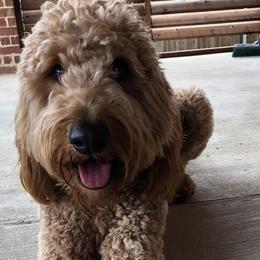 Goldendoodle Puppies from Old Line Doodles