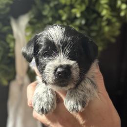 Brown Boy - Parti male Miniature Schnauzer puppy in Oneonta, Alabama from Murphree Valley Kennels
