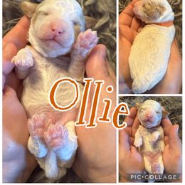 Ollie - Parti male Poodle puppy in Chattanooga, Tennessee from Scenic City Doodles