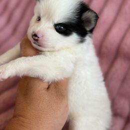 Tess - White female Pomsky puppy in Aberdeen, Idaho from Willow Creek Cresteds