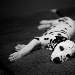 Dalmatian Puppies from Spothaven Dalmatians