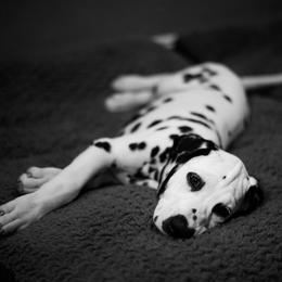 Dalmatian Puppies from Spothaven Dalmatians