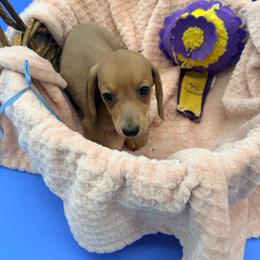 Abe - Cream male Dachshund puppy in Gavilan Hills, California from Bacchanal Kennel/Ranch