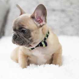 Chihuahua and French Bulldog Puppies from Destiny Chihuahuas