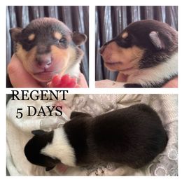 Boy 3 - Collie puppy in Central, California from Collies Of Orion Hill