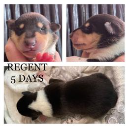 Boy 3 - Collie puppy in Central, California from Collies Of Orion Hill