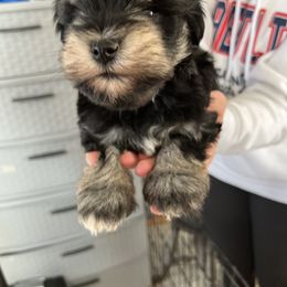 Irish Wolfhound and Miniature Schnauzer Puppies from Star Valley Schnauzers
