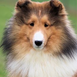 Pixie - Shetland Sheepdog