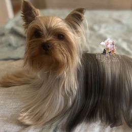 Zsazsa - Yorkshire Terrier
