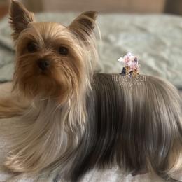 Zsazsa - Yorkshire Terrier