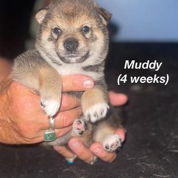 Shiba Inu Puppies from ScrapiShibas