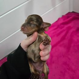 Dapple Female - Dapple female Dachshund puppy in Fulton, Missouri from New Hope Dachshund Puppies