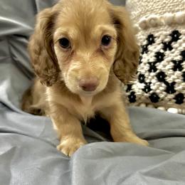 Santy - Cream male Dachshund puppy in Statesville, North Carolina from Lakeside Dachshunds