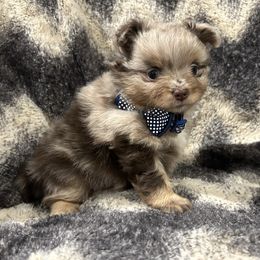 Boy 1 - Chocolate merle male Pomeranian puppy in Weatherford, Texas from COCO'S POMS AND FRENCHIES