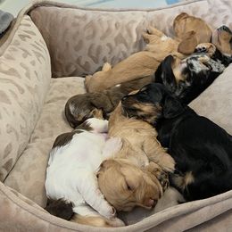 Dachshunds from Christopher's Dachshunds