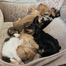Dachshunds from Christopher's Dachshunds