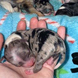Blue - Merle male Chihuahua puppy in Madill, Oklahoma from Tiddlewink Chi's