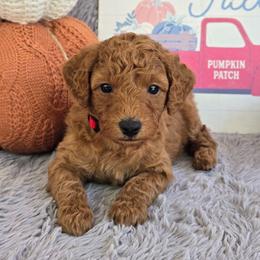 Gilbert - Red  male Poodle puppy in Bauxite, Arkansas from Mountain Ridge Poodles