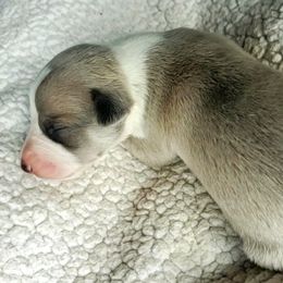 Stella - Blue fawn Whippet puppy in Delaware, Ohio from Unionblue Whippets