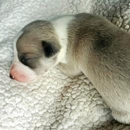 Stella - Blue fawn Whippet puppy in Delaware, Ohio from Unionblue Whippets