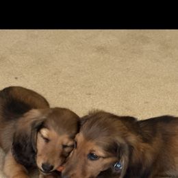 Dachshund puppies from PeacocksDachs