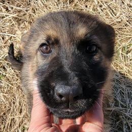 Purple Collar - Brooklyn - Sable female German Shepherd puppy in Augusta, West Virginia from Cricket Hollow Canines